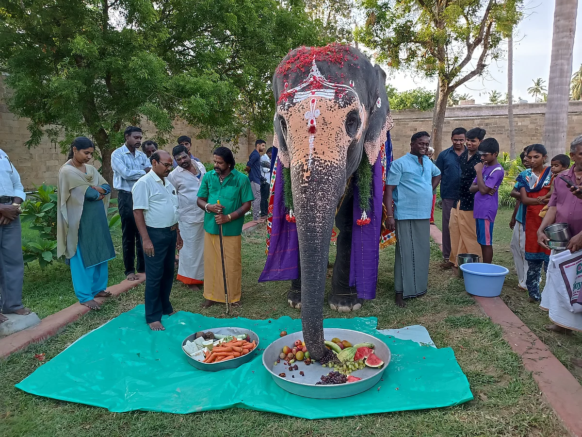 யானை அகிலா