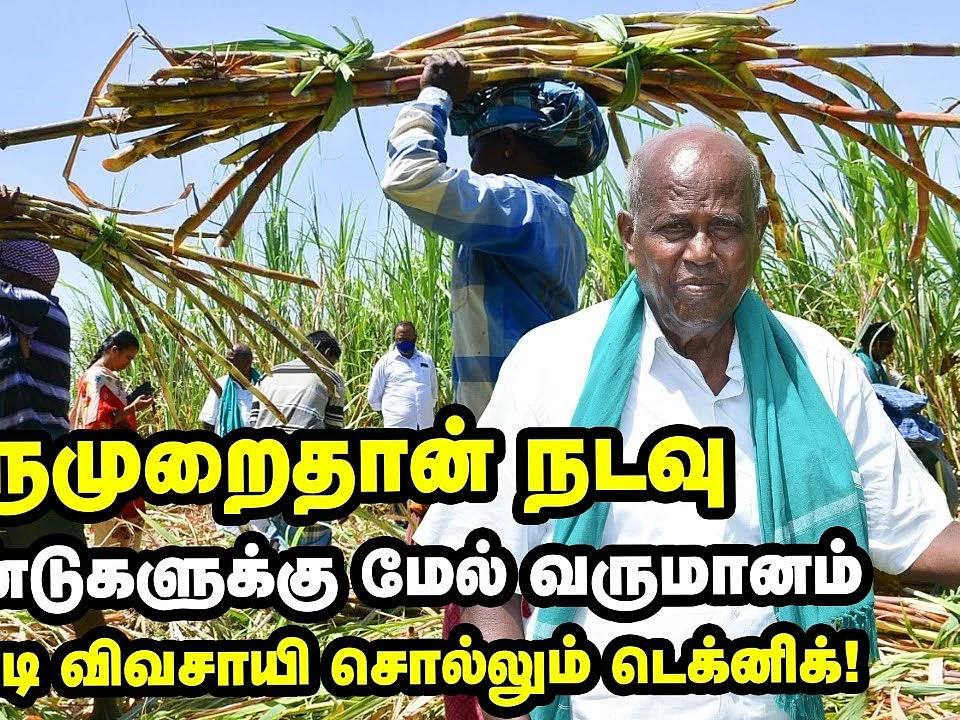 ஒரு முறை நடவு; 30 ஆண்டுகளுக்கு மேல் வருமானம்... கரும்பு சாகுபடியில் அசத்தும் விவசாயி!