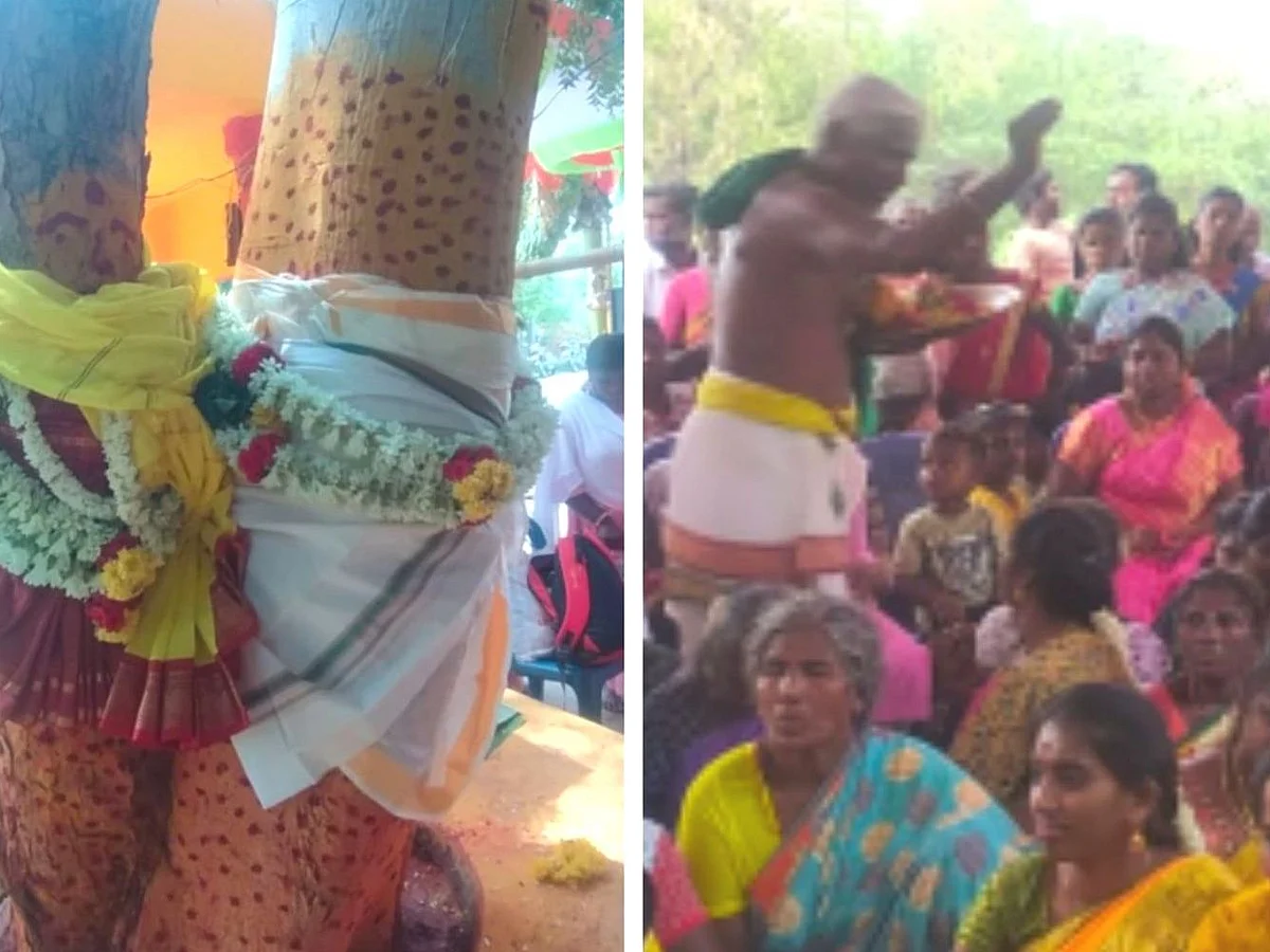 `அரச மரத்துக்கும்,வேப்ப மரத்துக்கும் திருக்கல்யாணம்' - ஆற்காடு அம்மன் கோயிலில் பரவசமடைந்த பக்தர்கள்!