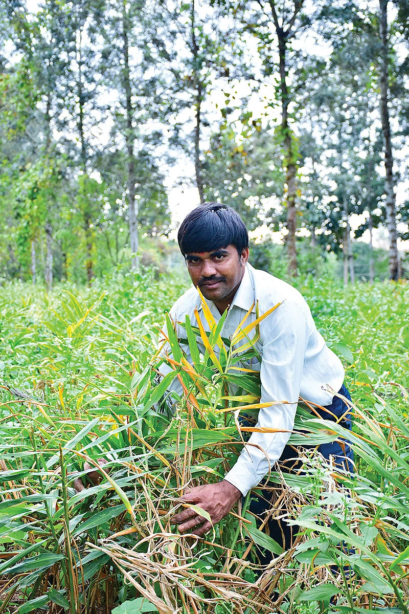 இஞ்சி