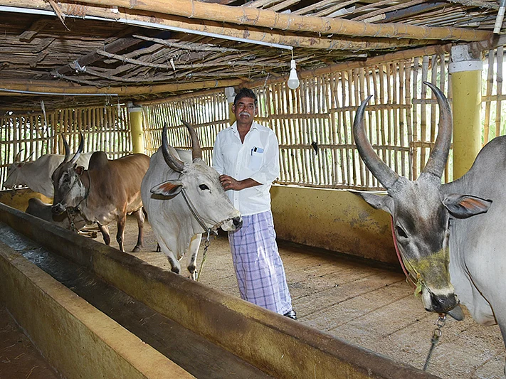 இந்திய மாட்டுச் சாணத்தை இறக்குமதி செய்யும் நாடுகள்... காரணம் என்ன?