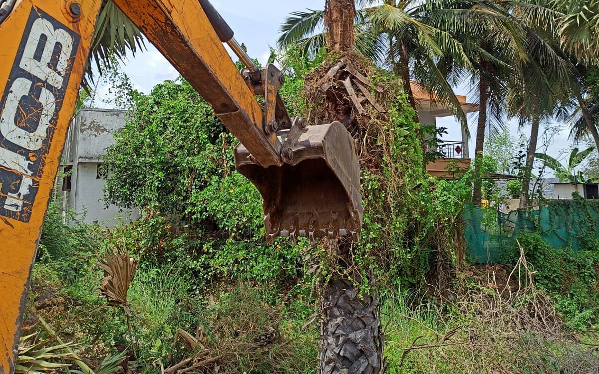 அழிக்கப்படும் பனை மரங்கள்; காற்றில் பறக்கும் அரசு உத்தரவு; பனைமரங்களுக்கு விடிவு பிறக்குமா?
