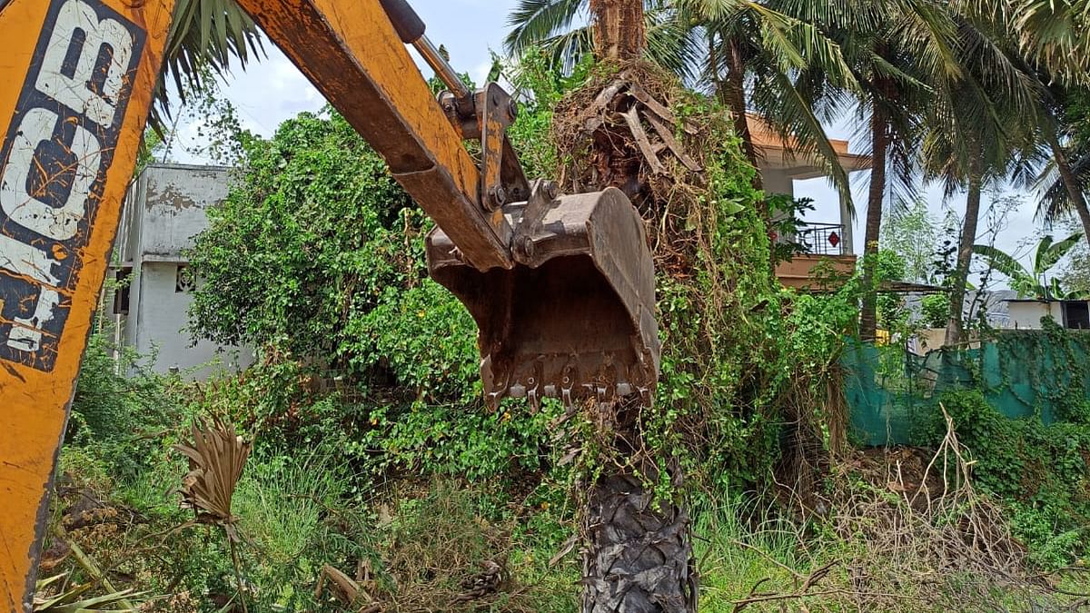 வெட்டப்படும் பனைமரங்கள்
