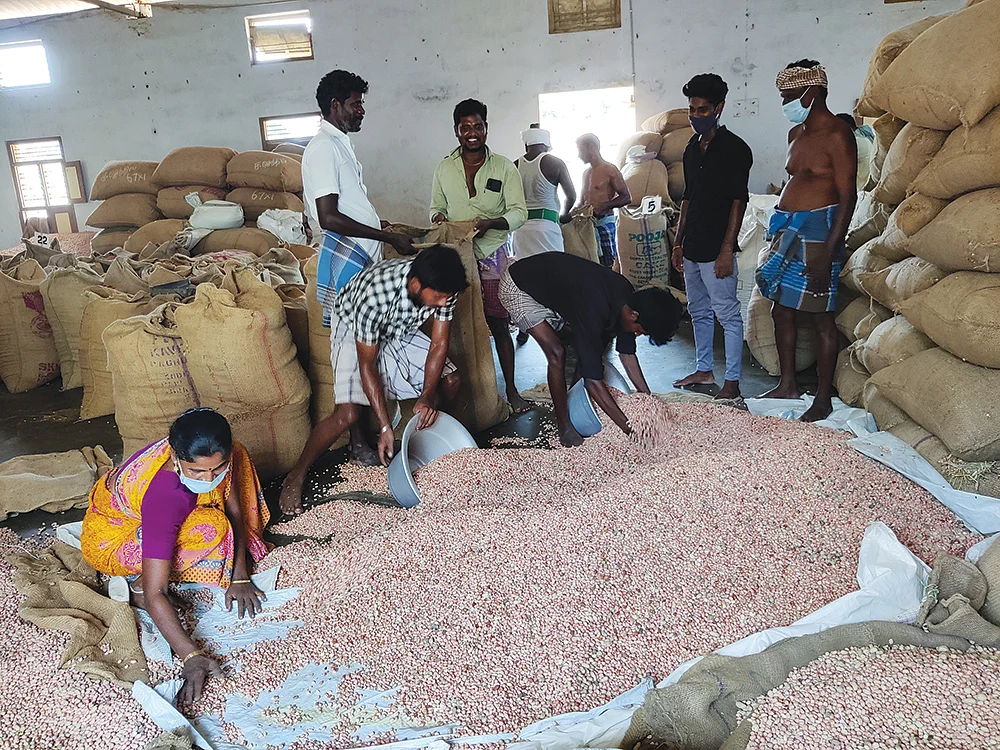 தினமும் ரூ.2 கோடிக்கு வியாபாரம்... ஆலங்குடியில் அதிகரிக்கும் கடலை வர்த்தகம்!