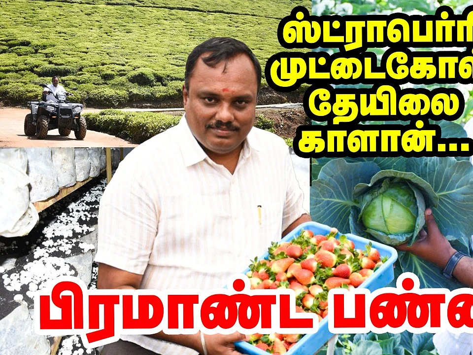 கொடநாடு அருகே பிரமாண்ட பண்ணை - ஸ்ட்ராபெர்ரி, காளான், தேயிலை சாகுபடியில் அசத்தும் விவசாயி!