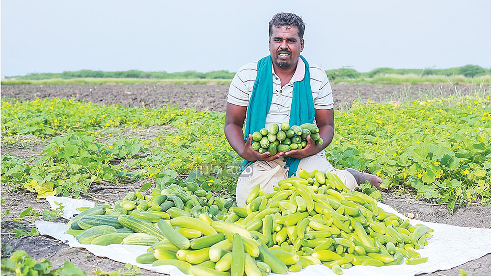 சாத்தூர் வெள்ளரியுடன்
செந்தில்வேல் குமார்