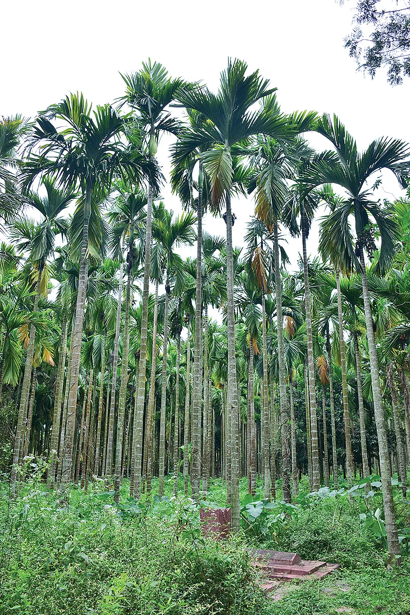 பாக்குத் தோட்டம்