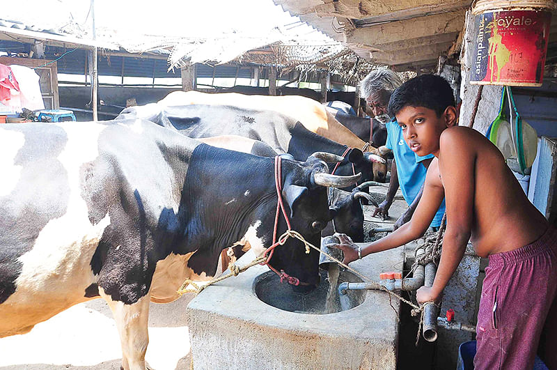 மாடுகள்
