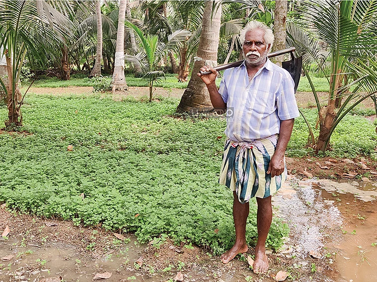 2 ஏக்கர்... ஆண்டுக்கு ரூ.1,80,000 மகத்தான லாபம் கொடுக்கும் மாசிப்பச்சை!