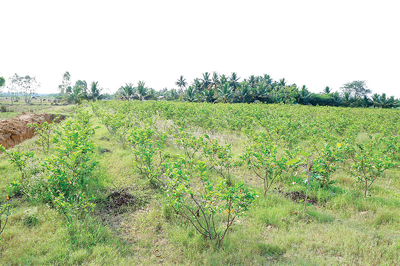 அடர்நடவு கொய்யாத் தோட்டம்