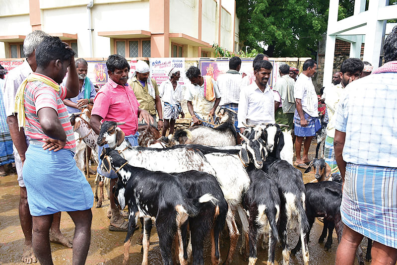 விலைப்பேசப்படும் ஆடுகள்