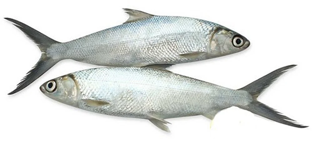 பாலை மீன்