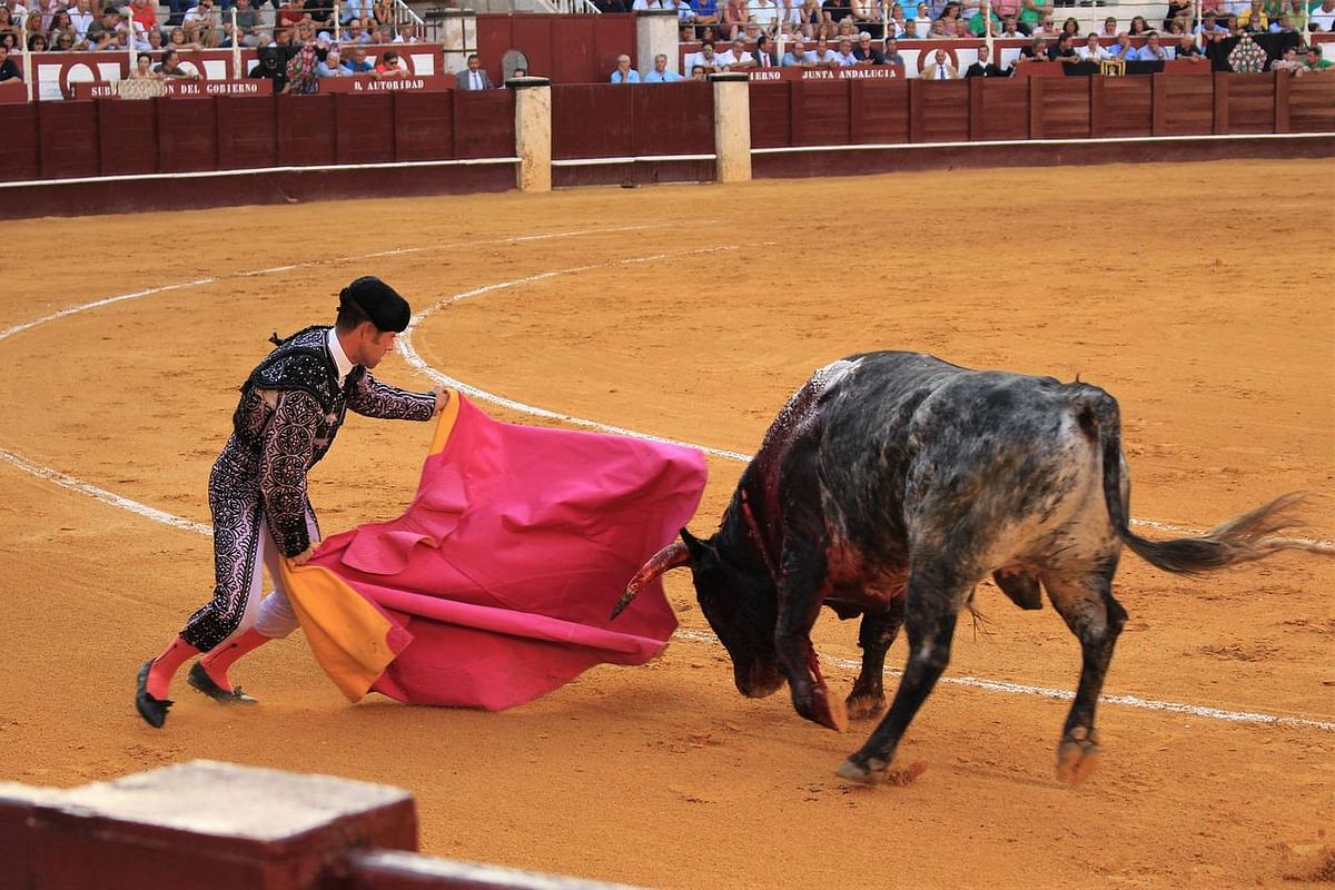 Spain Bull Fight