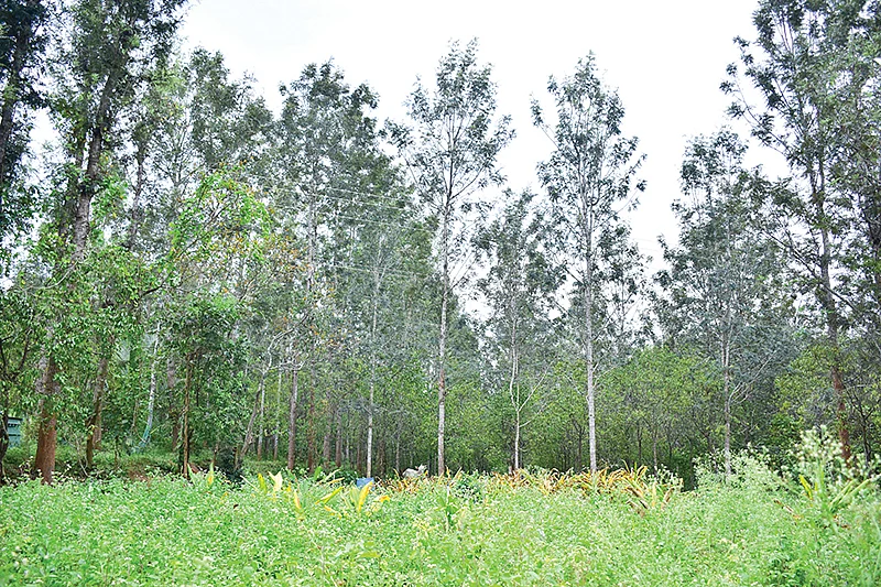 சில்வர் ஓக்+சந்தன மரச்சாகுபடி
