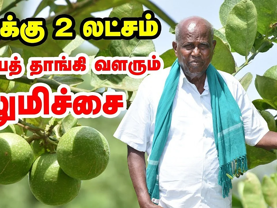 எலுமிச்சையில் ஏக்கருக்கு 2 லட்சம்... முன்னோடி விவசாயி புளியங்குடி அந்தோணிசாமி சாதித்தது எப்படி?