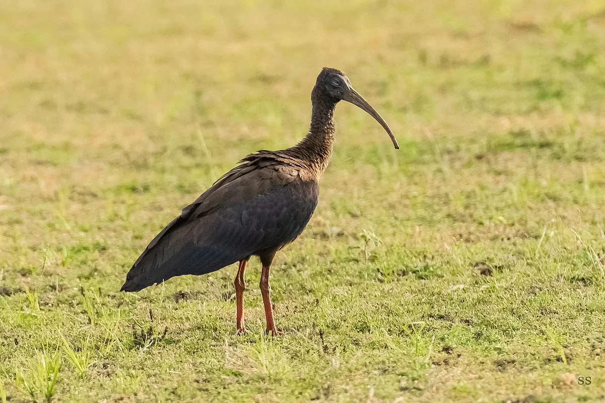 அரிவாள் மூக்கன்