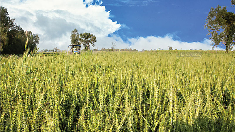 கோதுமை