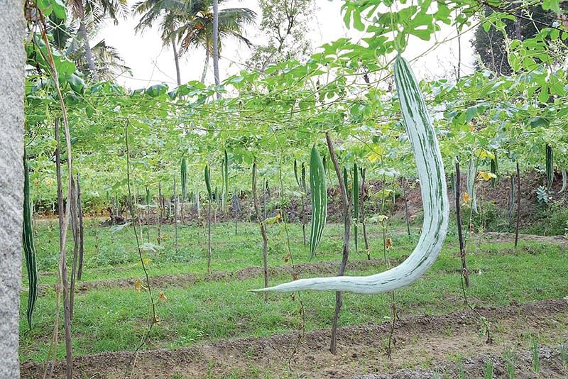 பந்தலிலே ஒய்யாரமாகத் தொங்கும் புடலங்காய்கள்