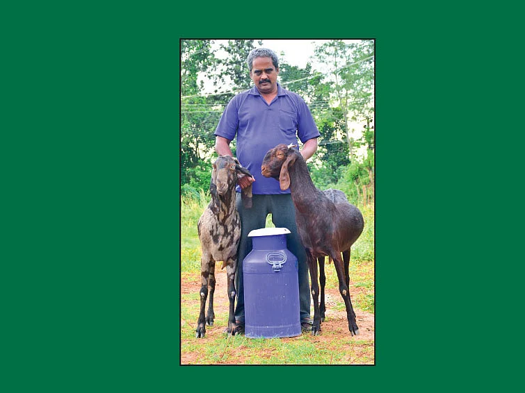 லட்சக்கணக்கில் லாபம் தரும் வெள்ளாட்டுப்பால் பண்ணை!