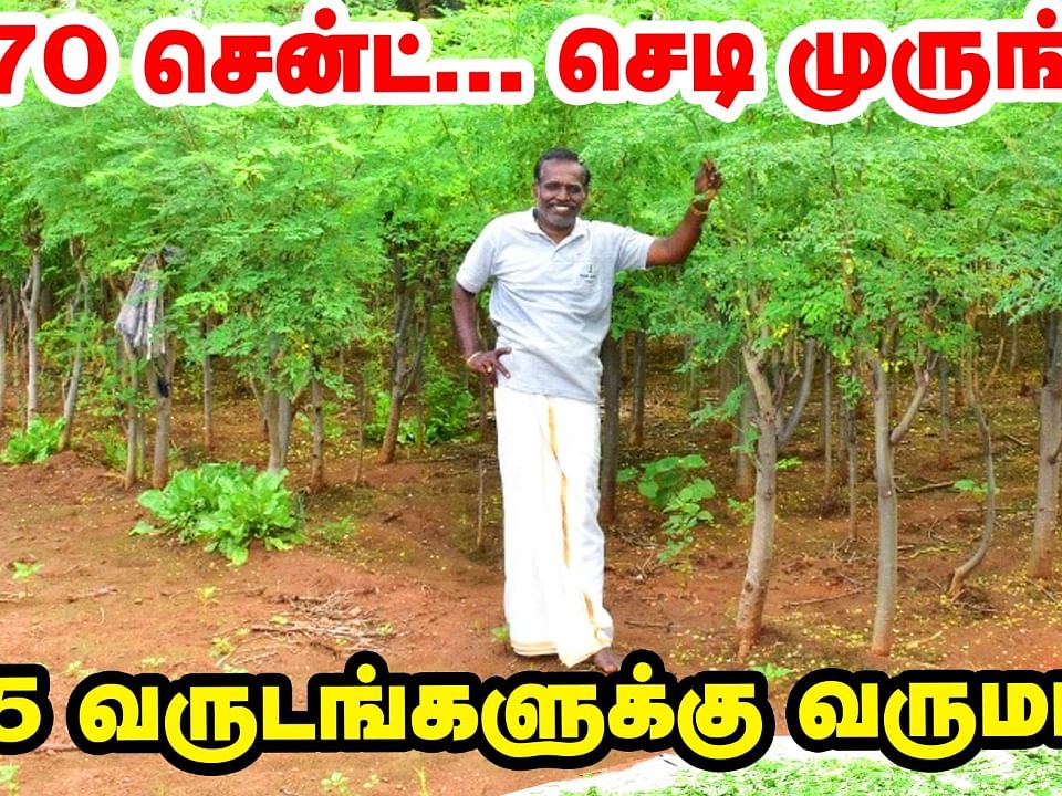 முருங்கை இலைக்கு இத்தனை மவுசா? 5 வருடங்களுக்கு வருமானம் தரும் செடி முருங்கை!