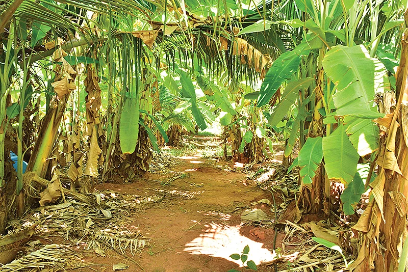 வாழைச் சாகுபடி