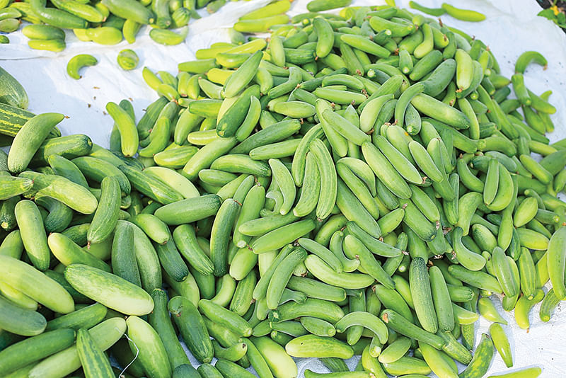 வெள்ளரி