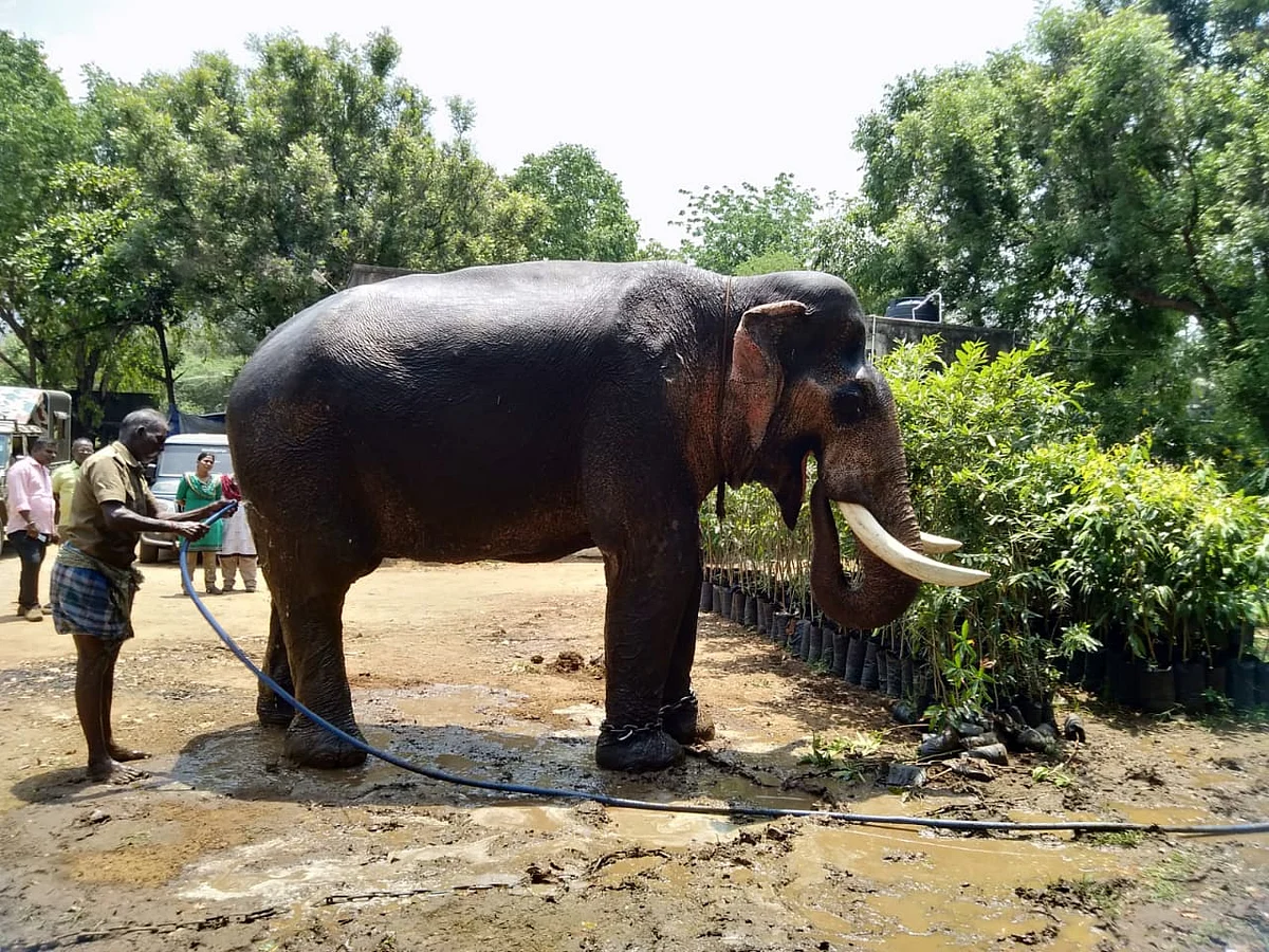 கும்கி