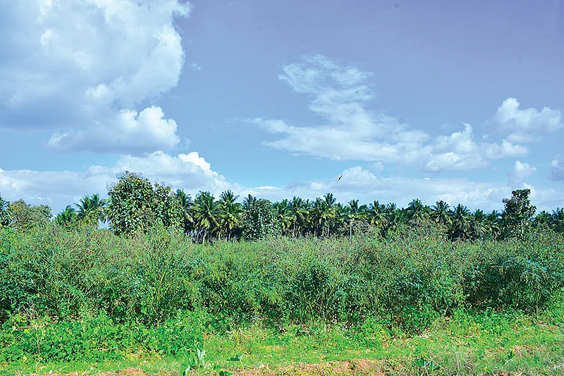 துவரைச் சாகுபடி வயல்
