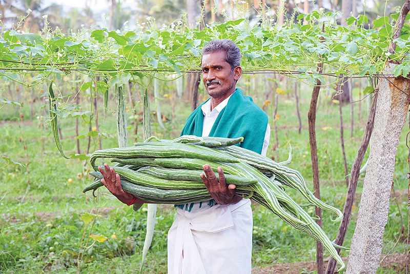 புடலையுடன் அய்யனார்