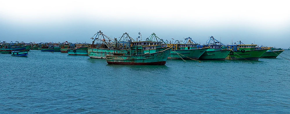 ‘40 லட்சம் கிலோ பாலை மீன் குஞ்சுகள்’ தடைமீறிப் பிடிக்கும் கும்பல்...