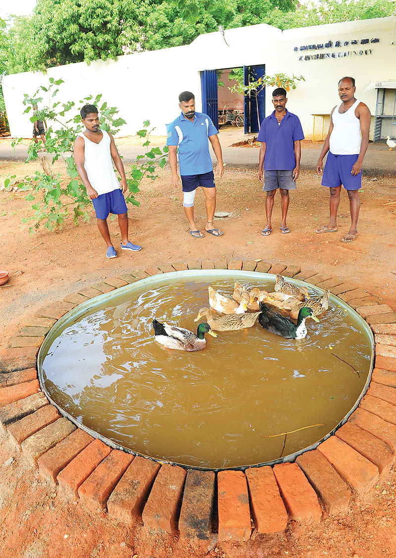சிறைச்சாலையைப் பசுமைச்சோலையாக மாற்றிய சிறைவாசிகள்