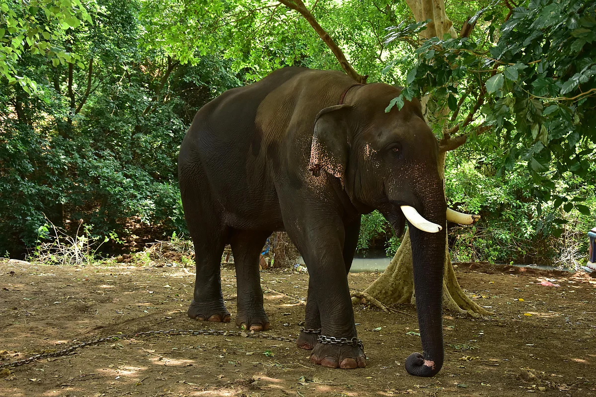 சின்னதம்பி