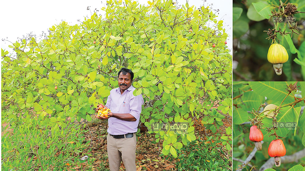முந்திரி