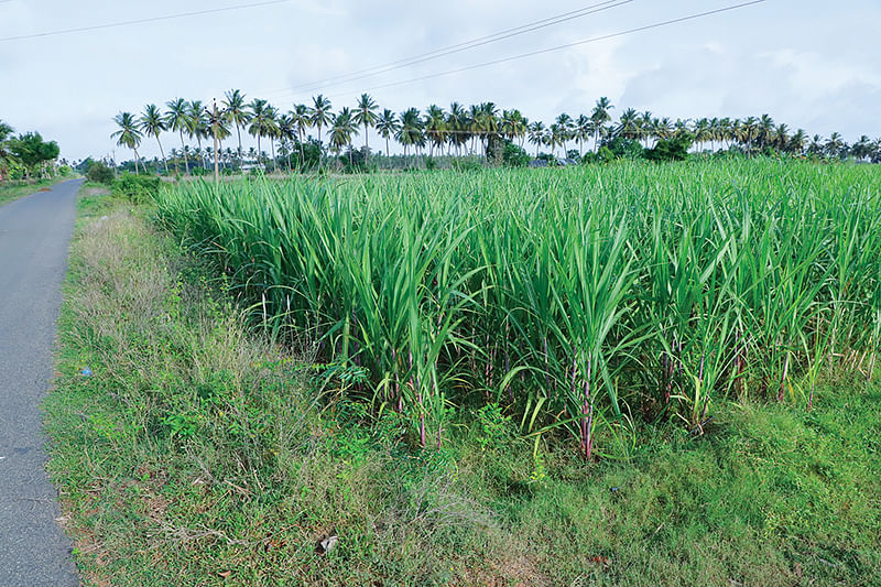கரும்பு வயல்