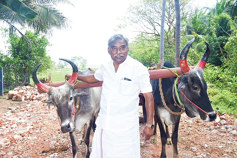 வண்டியோட்டும் மாடுகளுடன்