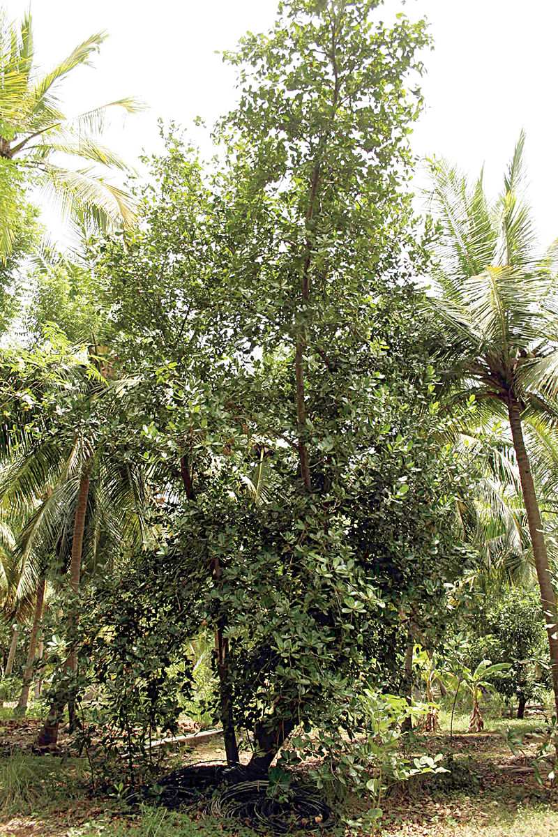புன்னை மரம்