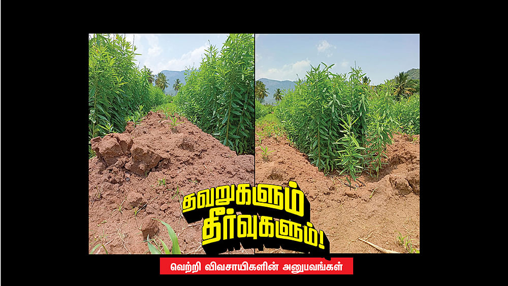 வாணி முறையில் வாழை நடவு