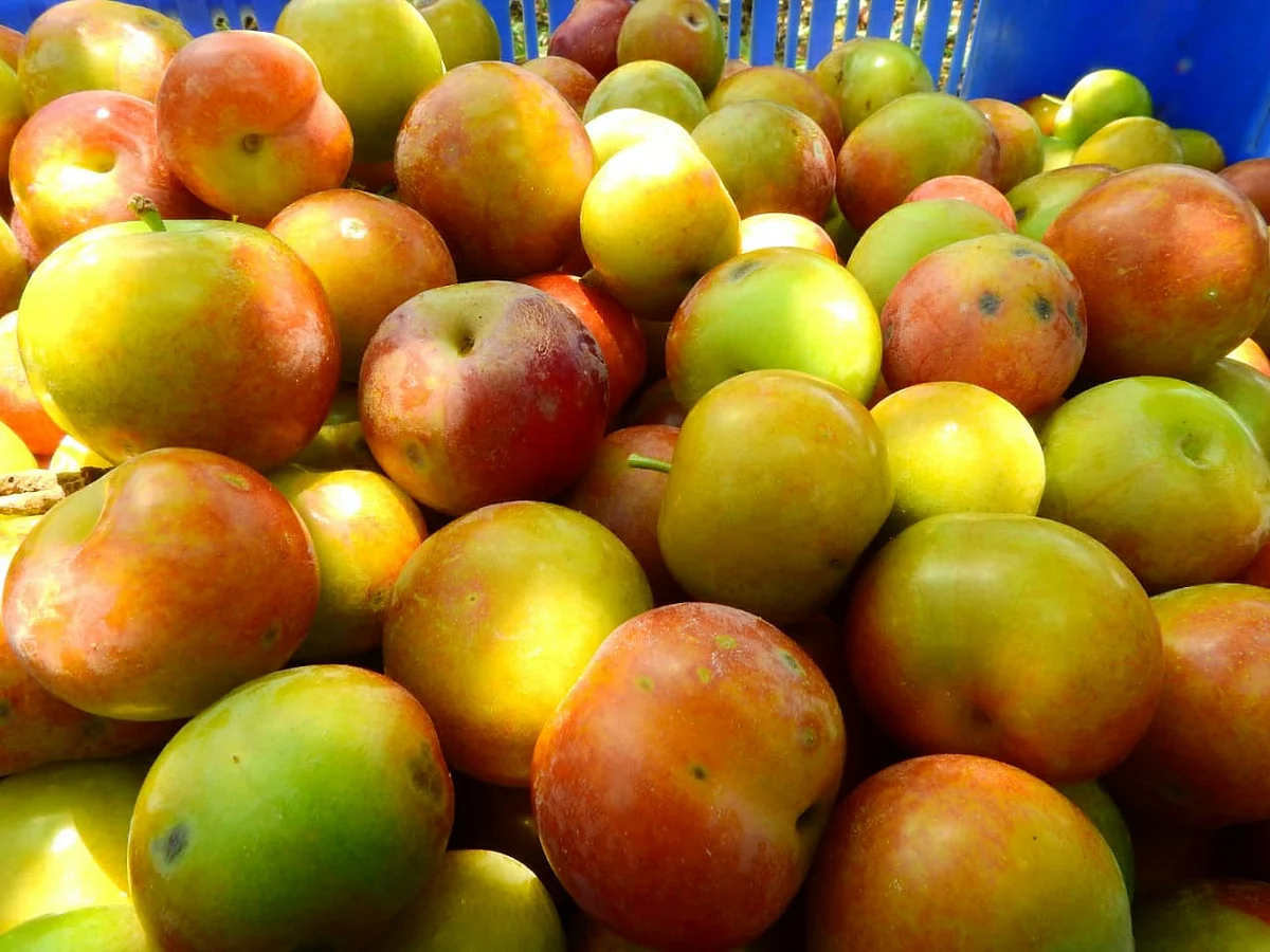பிளம்ஸ் பழம்
