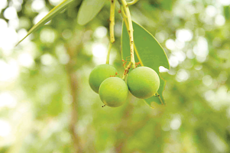 புன்னனைக்காய்