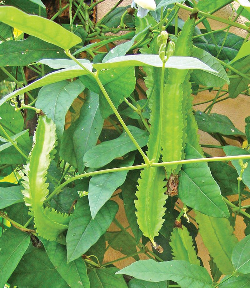 மலேசியா அவரை