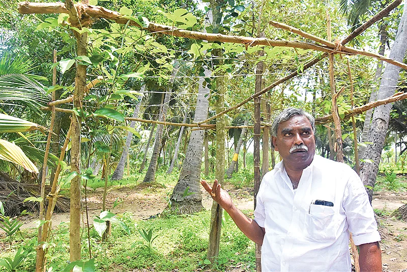 பண்ணையில்