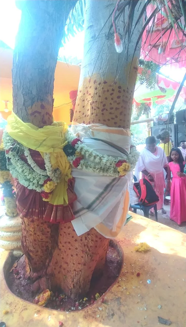 மரங்களுக்கு திருக்கல்யாணம்