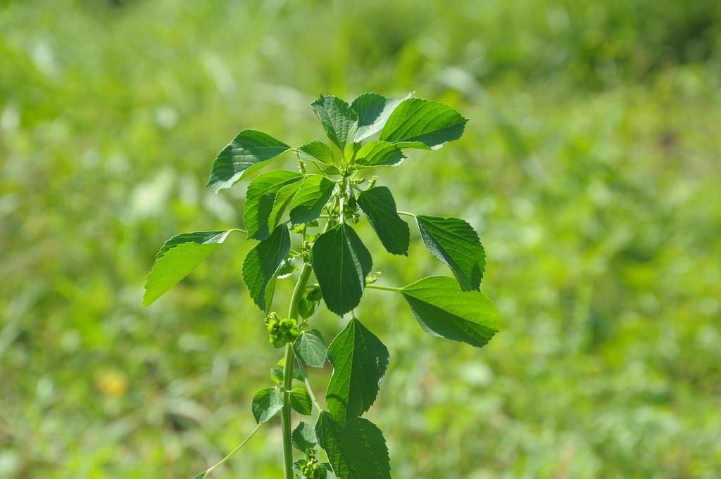 குப்பைமேனி