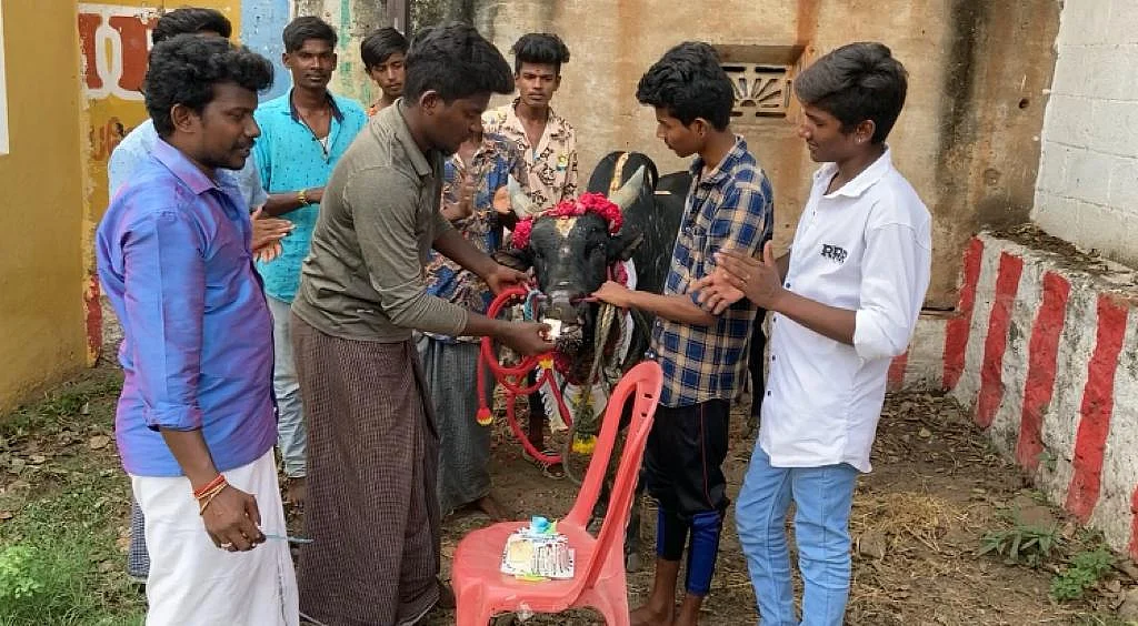 காளைக்கு பிறந்த நாள் கொண்டாடிய மதுரை இளைஞர்கள்