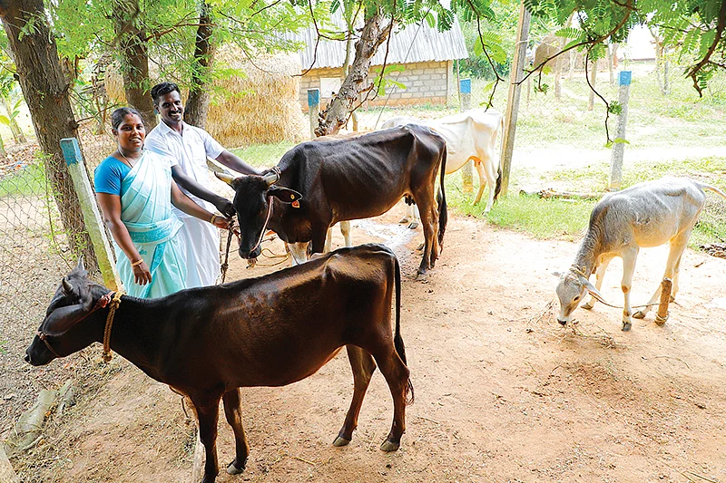 மாடுகளுடன்