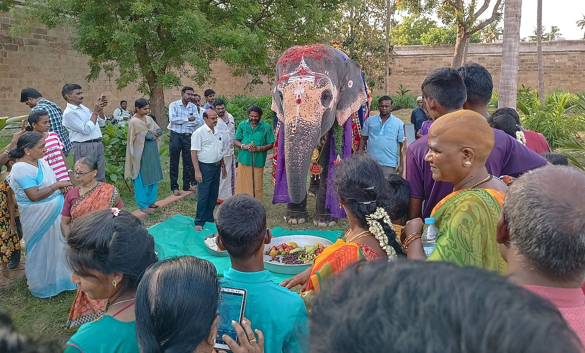 `ஹேப்பி பர்த்டே அகிலா!’ -  குழந்தையாய் மாறி உற்சாகமான திருவானைக்காவல் கோயில் யானை!