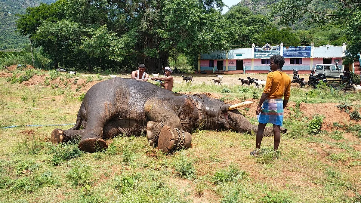 முகாமில் குளிக்கும் கும்கி