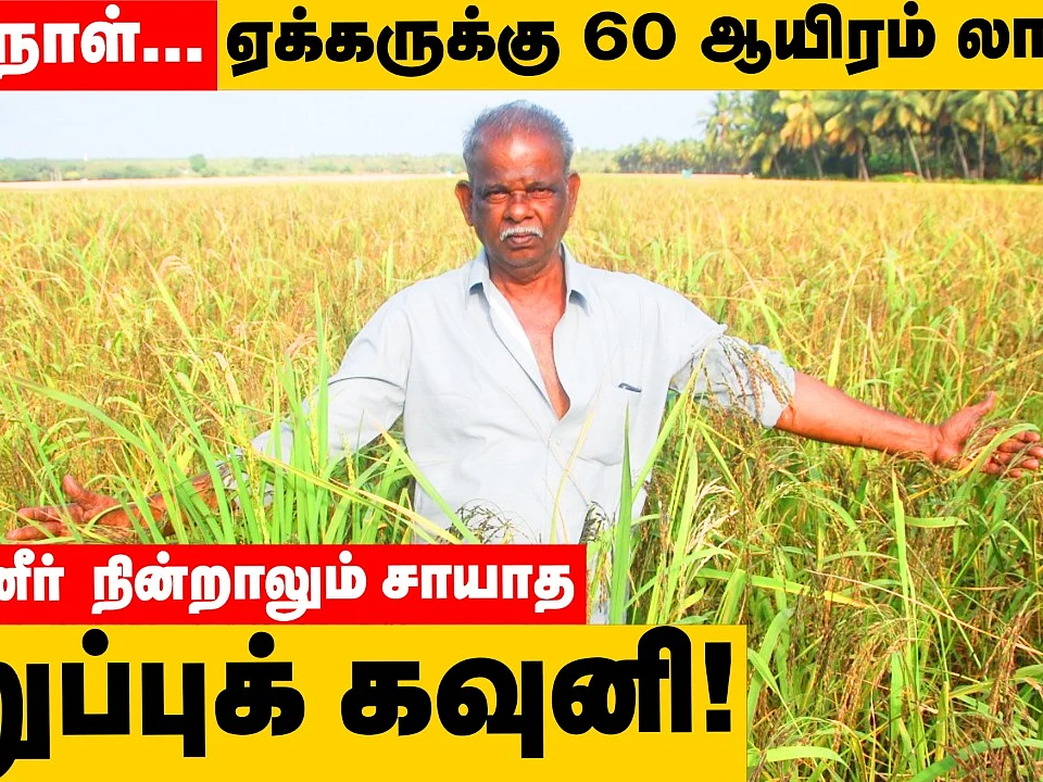 140 நாள்; ஏக்கருக்கு ₹60,000 லாபம்; கருப்புக் கவுனி சாகுபடியில் அசத்தும் விவசாயி!