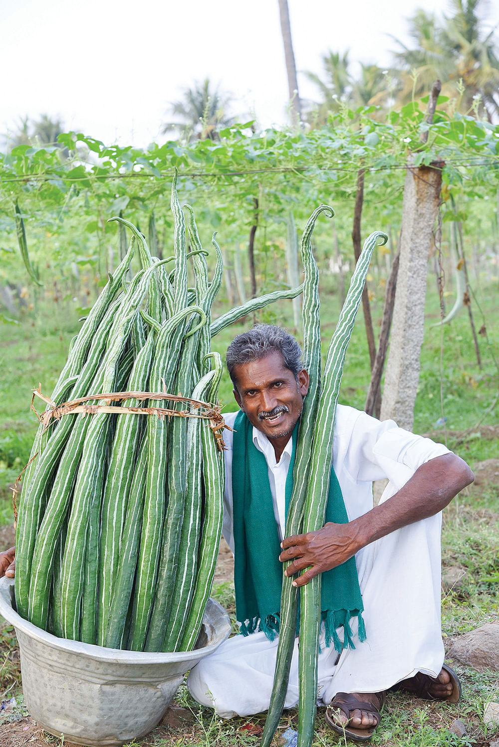 புடலையுடன் அய்யனார்
