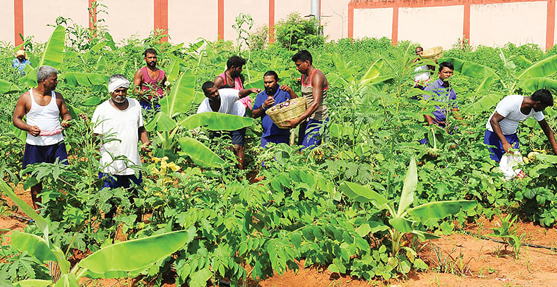 சிறைச்சாலையைப் பசுமைச்சோலையாக மாற்றிய சிறைவாசிகள்